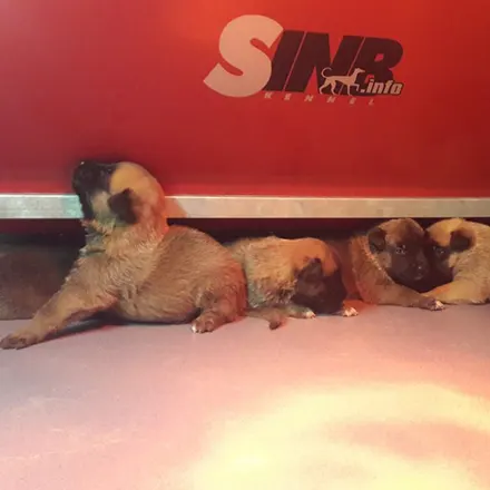 BOXĂ PENTRU FĂTARE