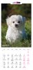 PUPPY Calender 2026