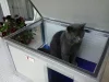 [IF-RH_C1-W] Cușcă cu încălzire infraroșu pentru pisici Thermo RENATO CAT cu geam panoramic (54x38x28cm)