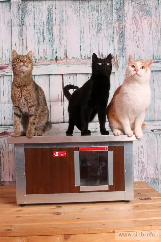 [IF-W-HC1-W] Cușcă cu încălzire infraroșu pentru pisici Thermo WOODY CAT cu geam panoramic (54x38x28cm)