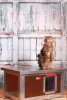 [IF-W-HC1-W] Cușcă cu încălzire infraroșu pentru pisici Thermo WOODY CAT cu geam panoramic (54x38x28cm)