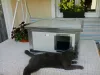 [RH_C1-W] Cușcă pentru pisici Thermo WOODY CAT cu geam panoramic (54x38x28cm)