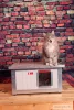 [RH_C1] Cușcă pentru pisici Thermo WOODY CAT (54x38x28cm)