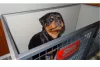 Room Kennel