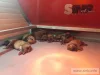 Safety cage for RE