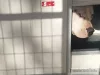 SILL for whelping box REB-100