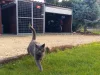 Magazie de grădină Woody 2x3m, deschis în față