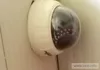 whelping cam