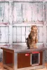 [WH_C1-W] Cușcă pentru pisici Thermo Woody CAT cu geam panoramic (54x38x28cm)