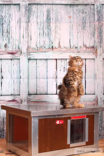[WH_C1-W] Cușcă pentru pisici Thermo Woody CAT cu geam panoramic (54x38x28cm)