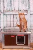 [WH_C1-W] Cușcă pentru pisici Thermo Woody CAT cu geam panoramic (54x38x28cm)