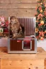 [WH_C1-W] Cușcă pentru pisici Thermo Woody CAT cu geam panoramic (54x38x28cm)