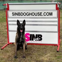 Dog sport