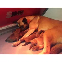 Whelping box